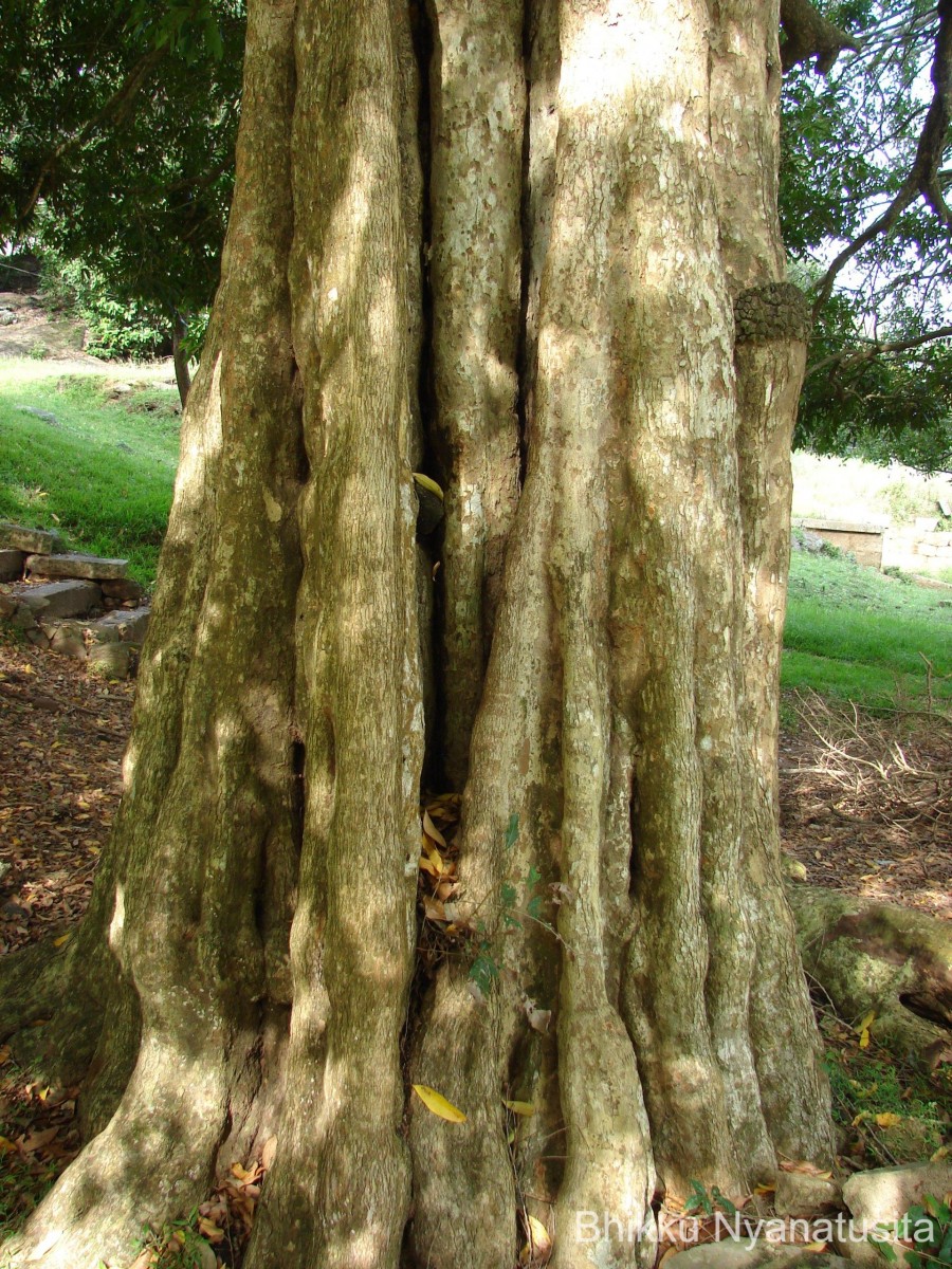Hydnocarpus venenatus Gaertn.